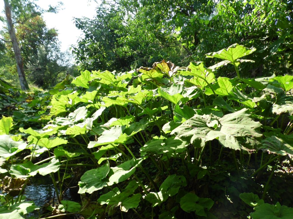 Petasites hybridus